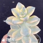 Pachyphytum Bernalense Variegated - Image 2