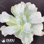 Echeveria Lover's Tears