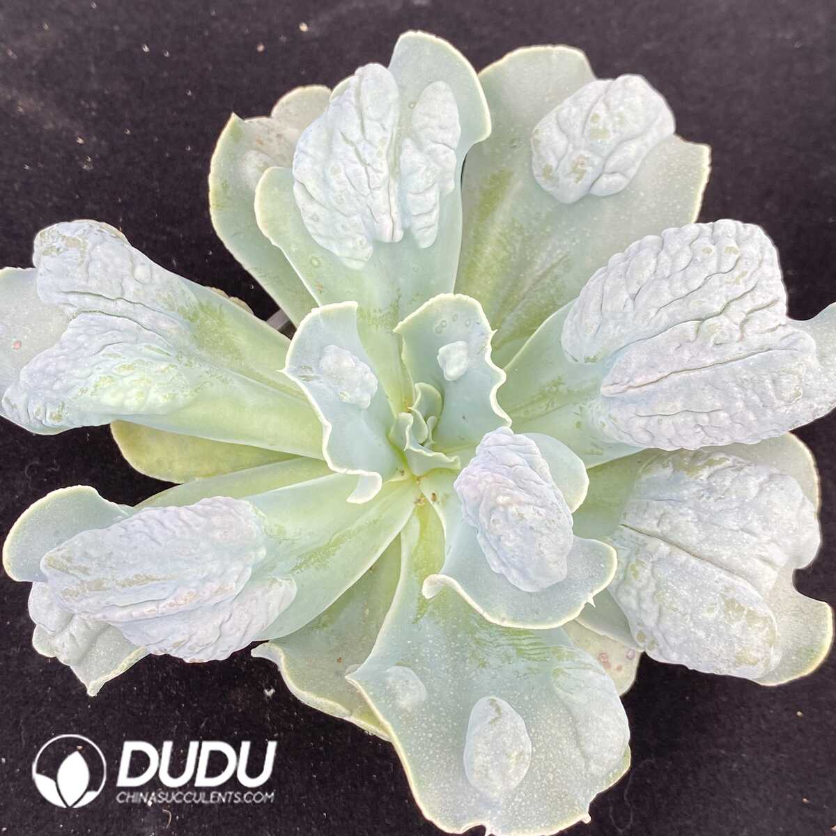 1751015495-e201.jpg Echeveria Lover's Tears - Image 1