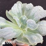 Echeveria Lover's Tears - Image 2