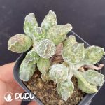 Adromischus Cooperi Var. Festivus Old Stem