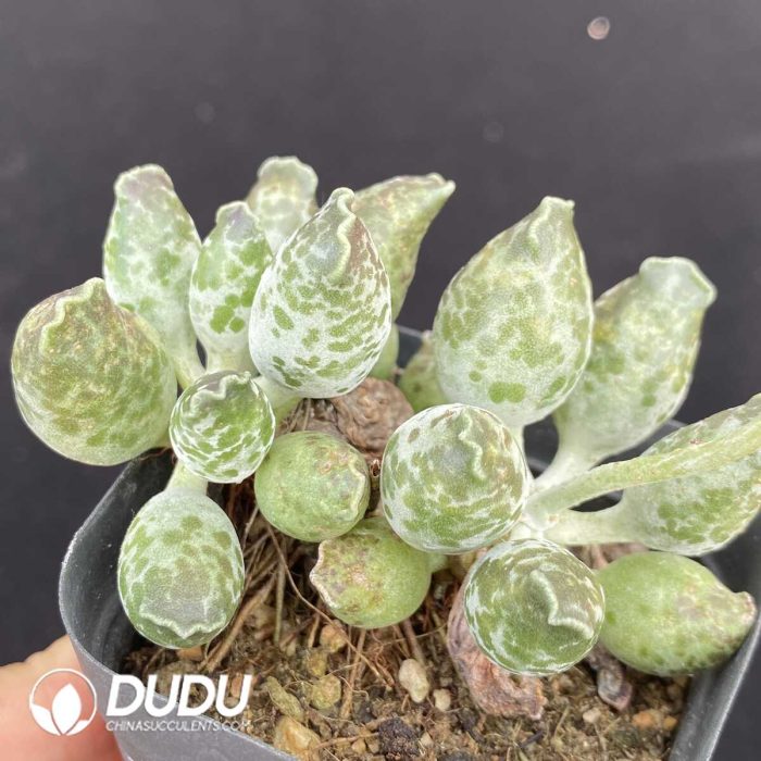 Adromischus Cooperi Var. Festivus Old Stem - Image 2