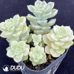 Echeveria Tinkerbell Variegated Clustering