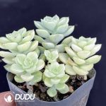 Echeveria Tinkerbell Variegated Clustering - Image 2