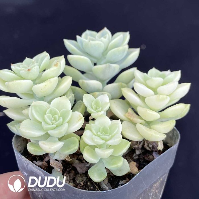 Echeveria Tinkerbell Variegated Clustering - Image 2