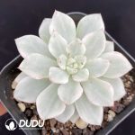 Echeveria Phantom Variegated
