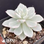 Echeveria Phantom Variegated - Image 2