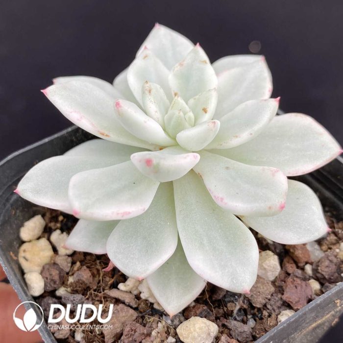 Echeveria Phantom Variegated - Image 2