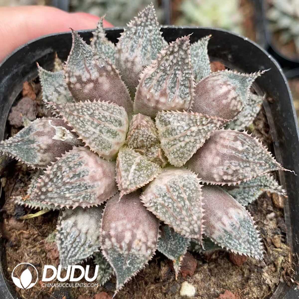 1751015530-e201.jpg Haworthia Rainbow Splenden - Image 1