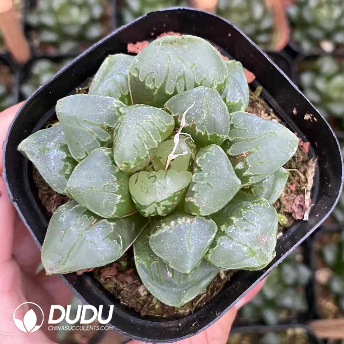 1751015533-e201.jpg Haworthia "Green Swallow" - Image 1