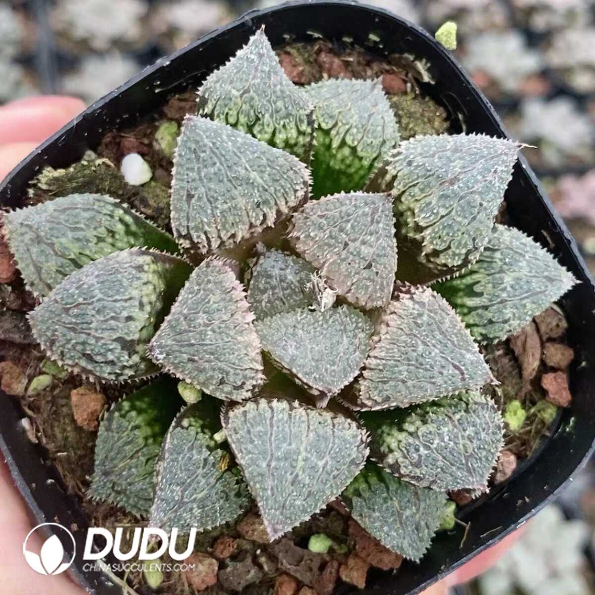 1751015537-e201.jpg Haworthia Juwemeng - Image 1