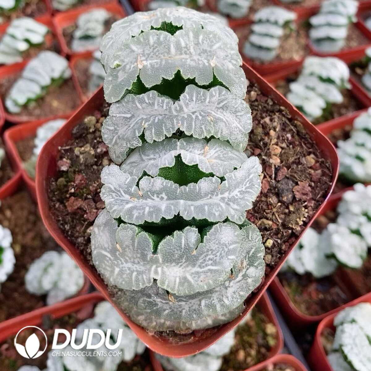 1751015546-e201.jpg Haworthia Big Mammoth - Image 1