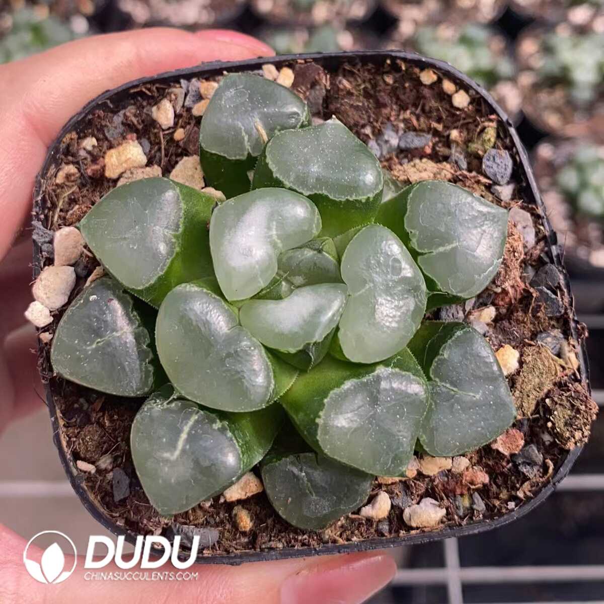 1751015549-e201.jpg Haworthia Cuiji - Image 1