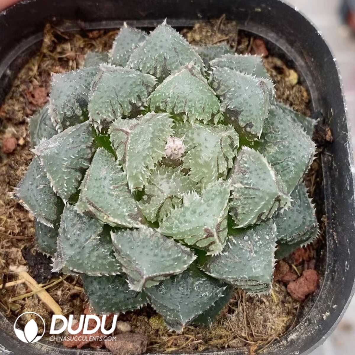 1751015554-e201.jpg Haworthia Cooperi Magic Thorn - Image 1