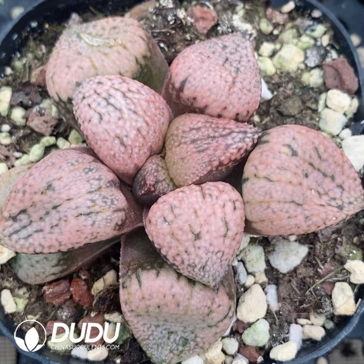 1751015559-e201.jpg Haworthia Emelyae Var. Emelyae Poelln - Image 1