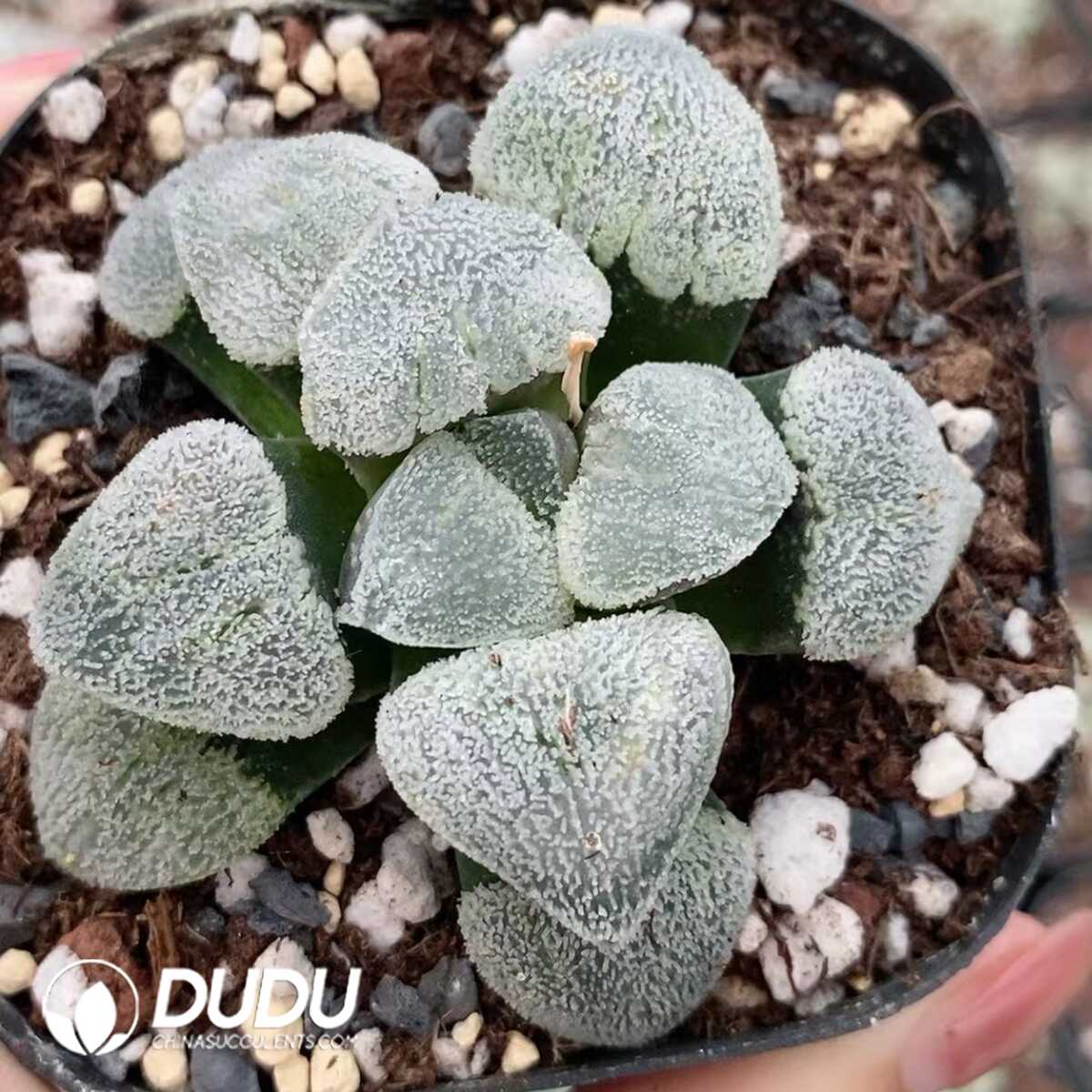 1751015566-e201.jpg Haworthia picta cv. konayuki - Image 1