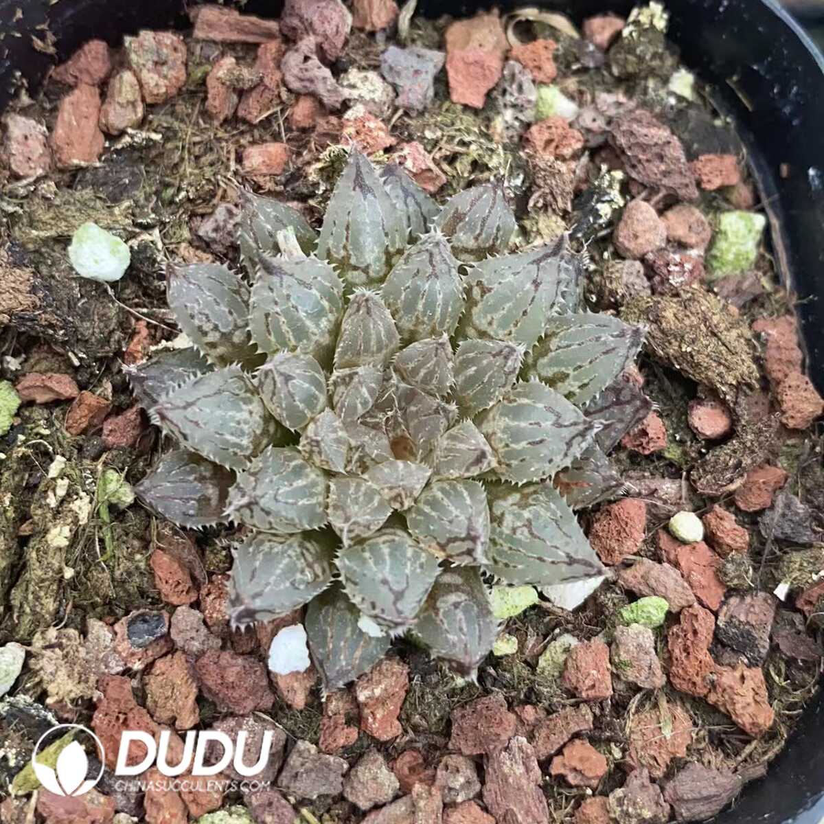 1751015576-e201.jpg Haworthia Livida - Image 1