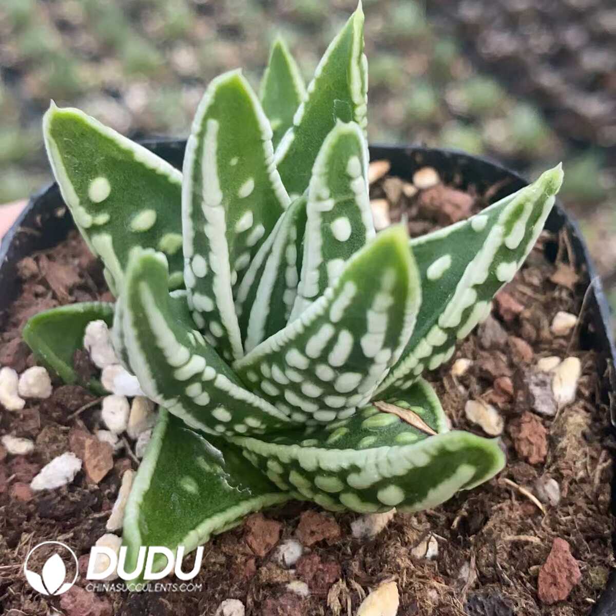1751015579-e201.jpg Haworthia Tears of Angel - Image 1