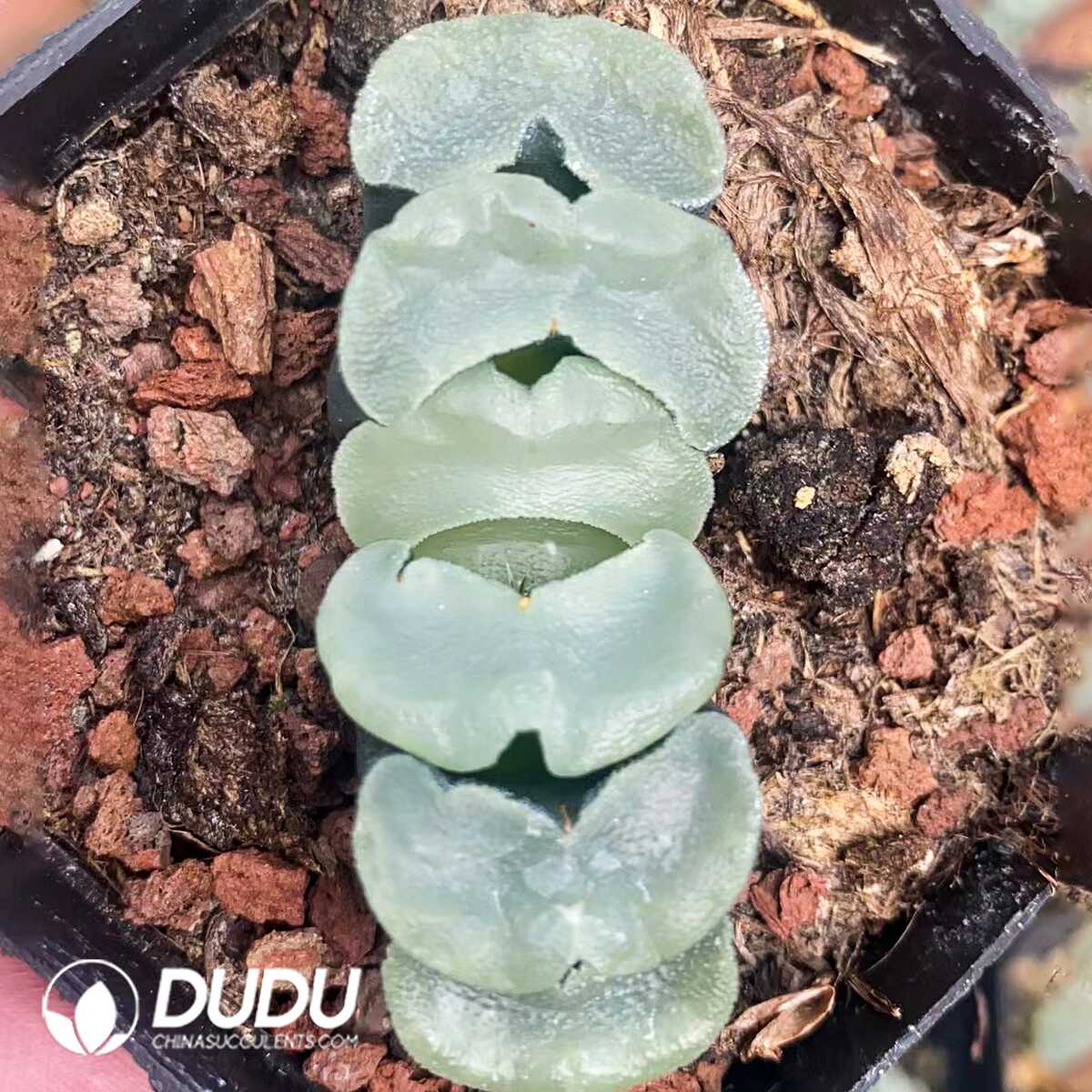 1751015583-e201.jpg Haworthia Truncata Baici - Image 1