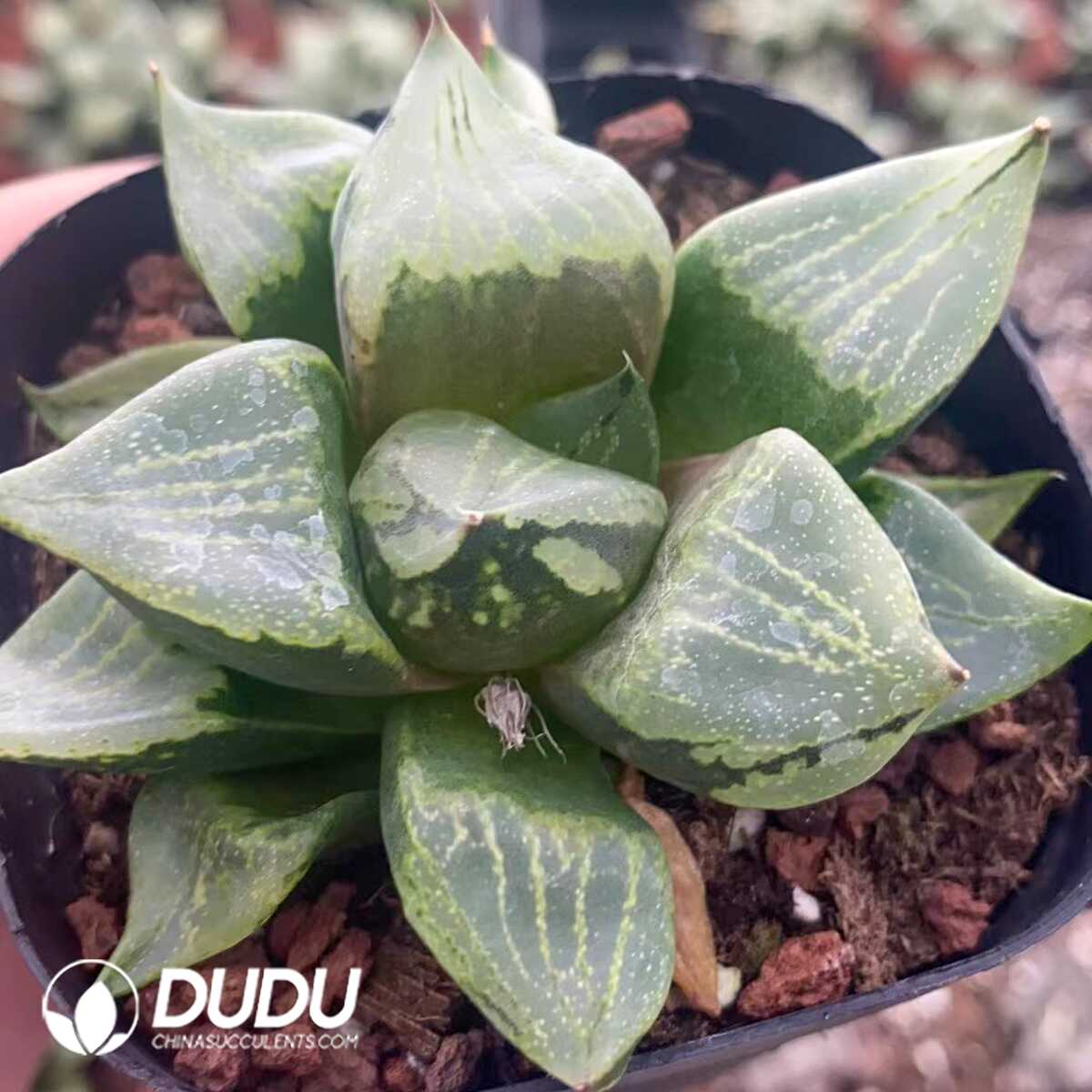 1751015586-e201.jpg Haworthia Ura Hannya (Small) - Image 1