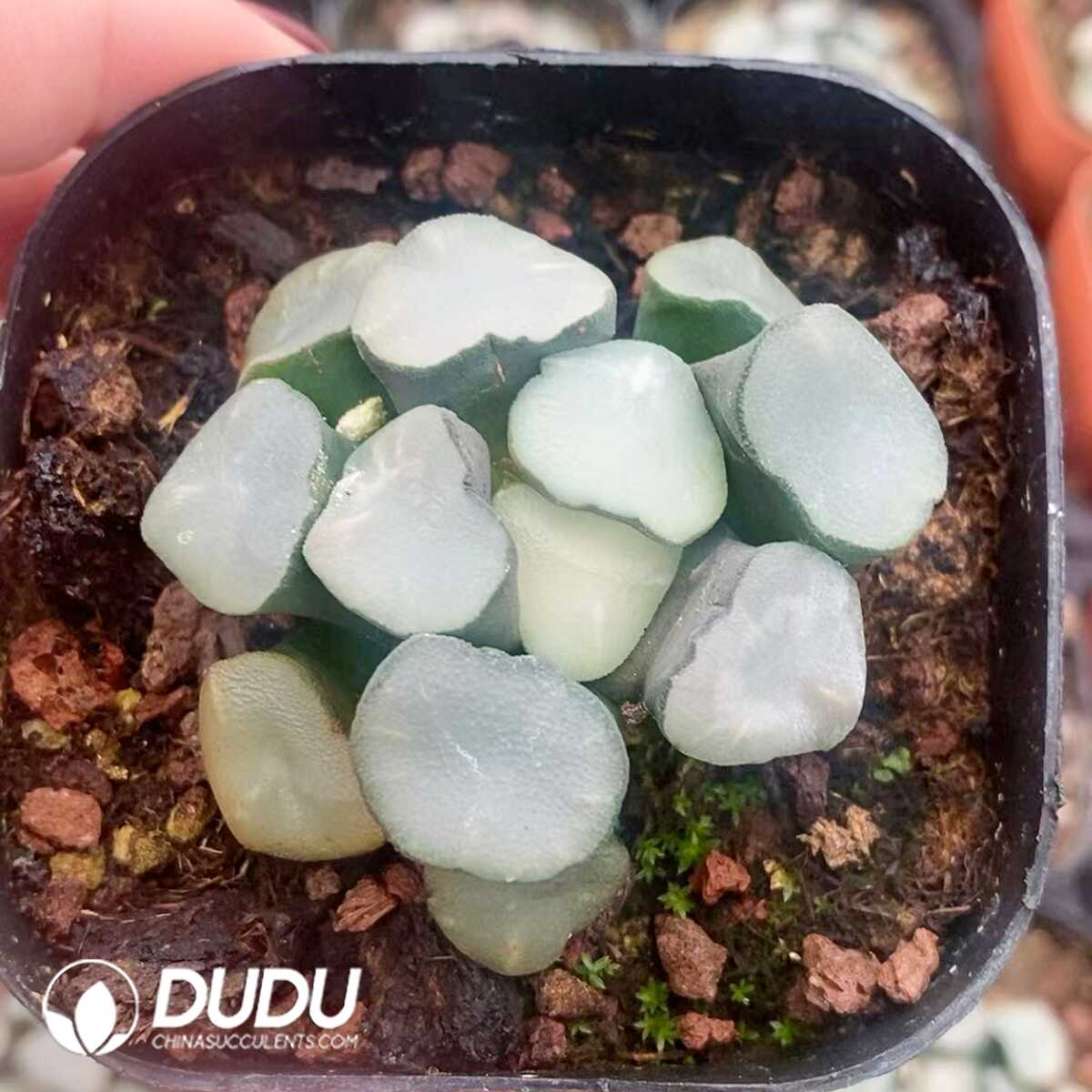 1751015593-e201.jpg Haworthia Maughanii Kongmen - Image 1