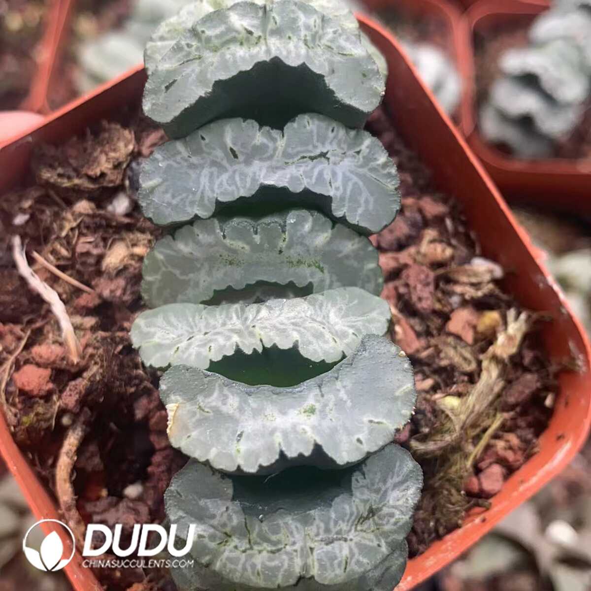 1751015598-e201.jpg Haworthia Truncata Shanghang - Image 1