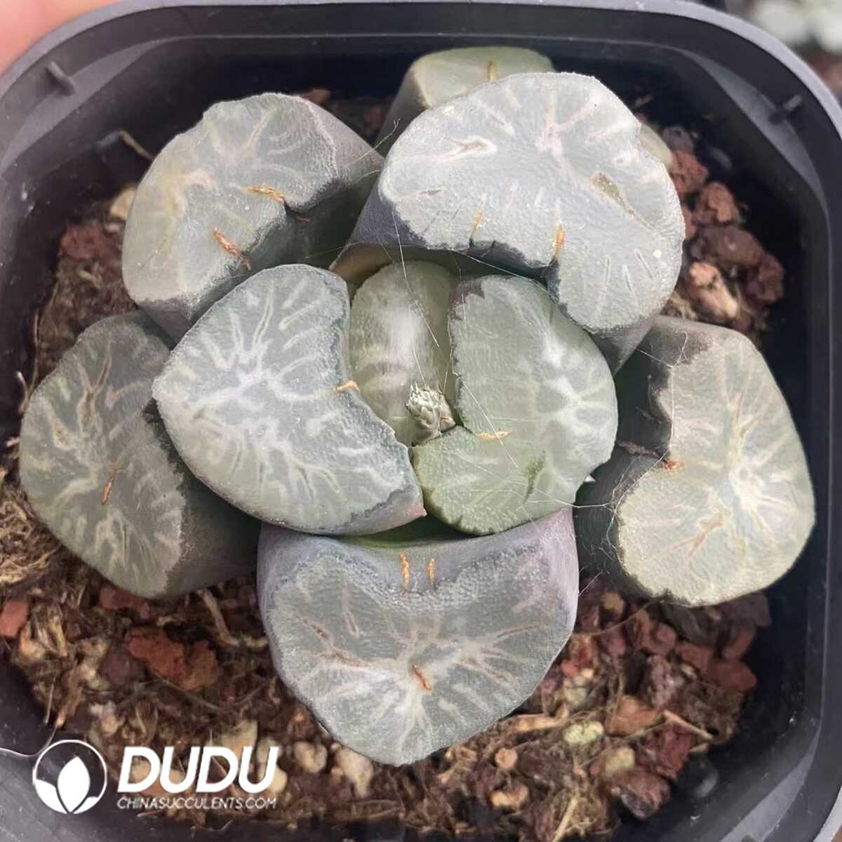 1751015605-e201.jpg Haworthia Large Hualing - Image 1