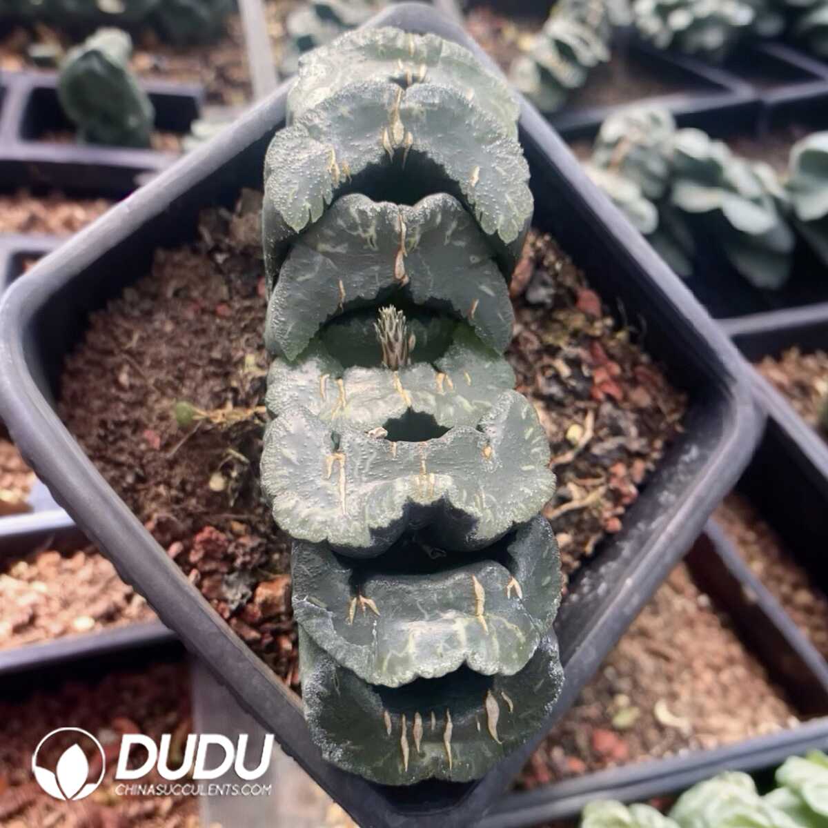 1751015608-e201.jpg Haworthia Truncata Guangzhong(100mm) - Image 1