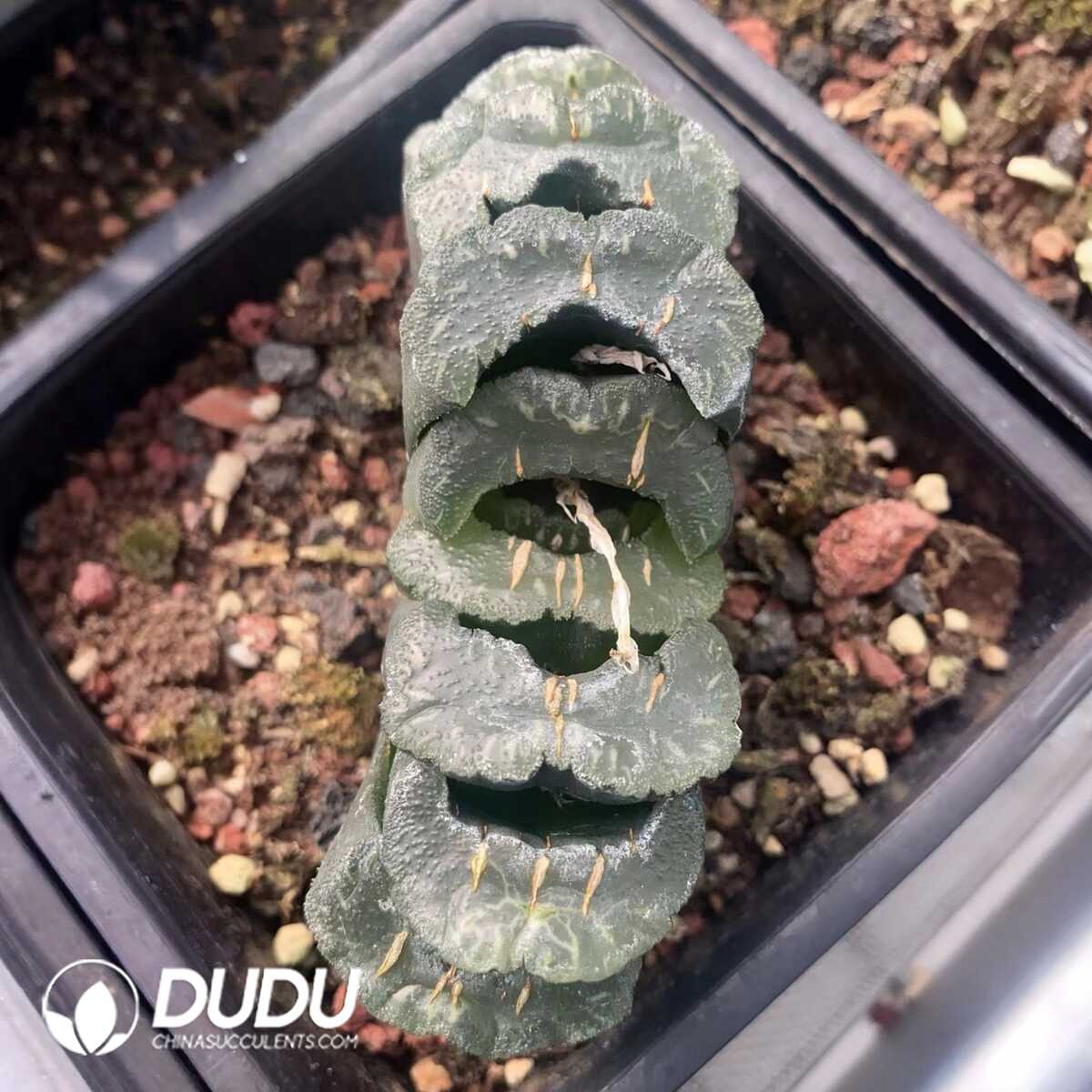 1751015612-e201.jpg Haworthia Truncata Guangzhong(90mm) - Image 1