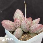 Adromischus Lingyu - Image 2
