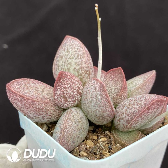 Adromischus Lingyu - Image 2