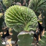 Stenocereus Lophocereus marginatus Cristata (Grafted)