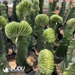 Stenocereus Lophocereus marginatus Cristata (Grafted) - Image 2