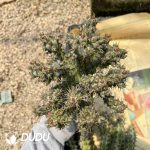 Euphorbia horwoodii - Image 2