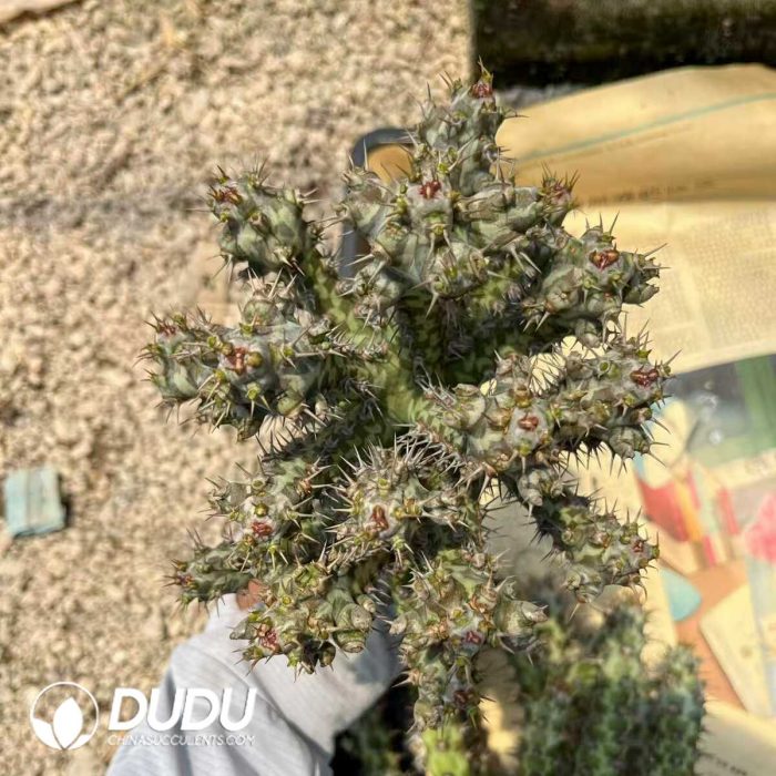 Euphorbia horwoodii - Image 2