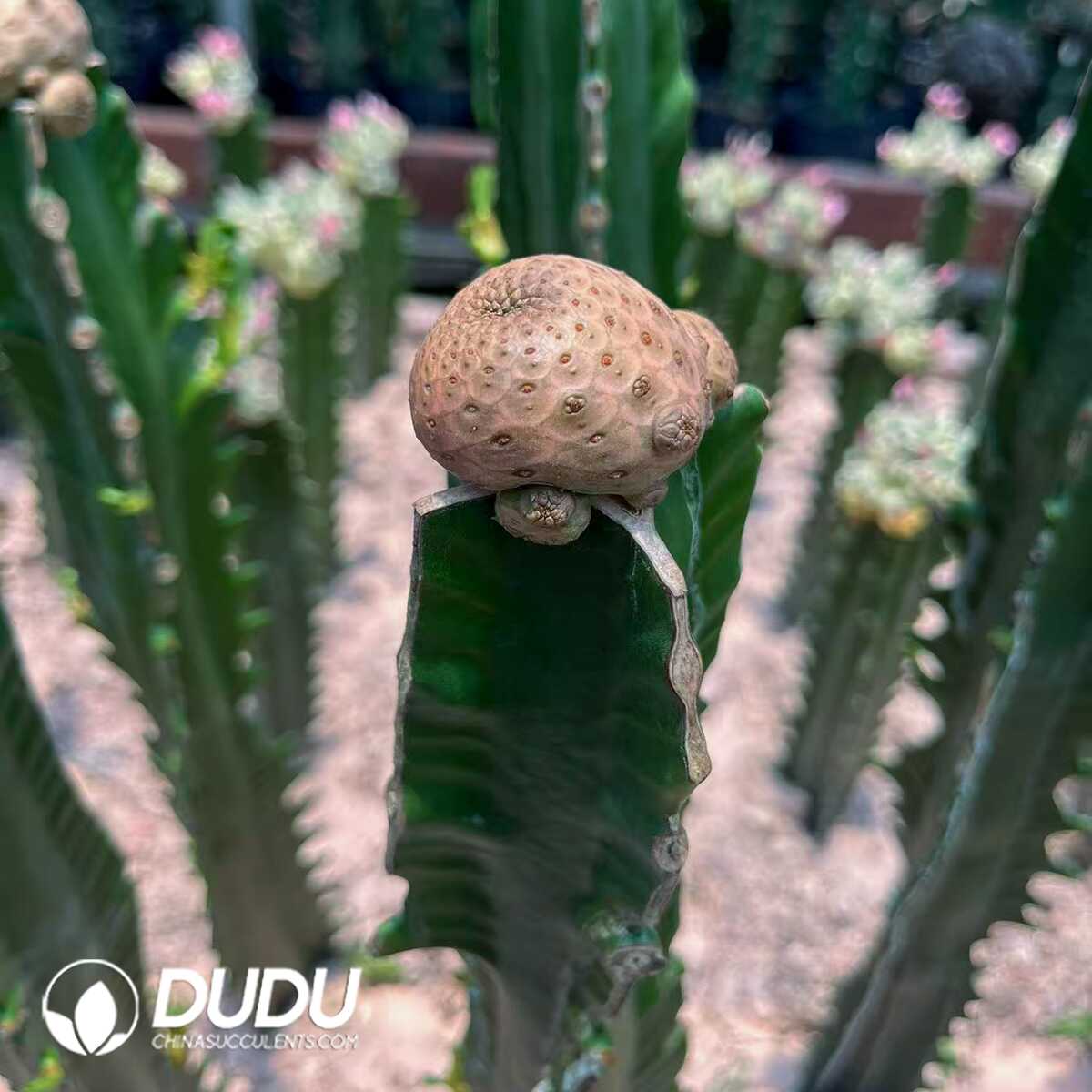 1751272559-e201.jpg Euphorbia turbiniformis - Image 1