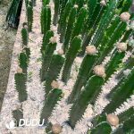 Euphorbia turbiniformis - Image 2