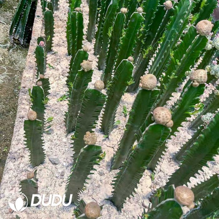 Euphorbia turbiniformis - Image 2