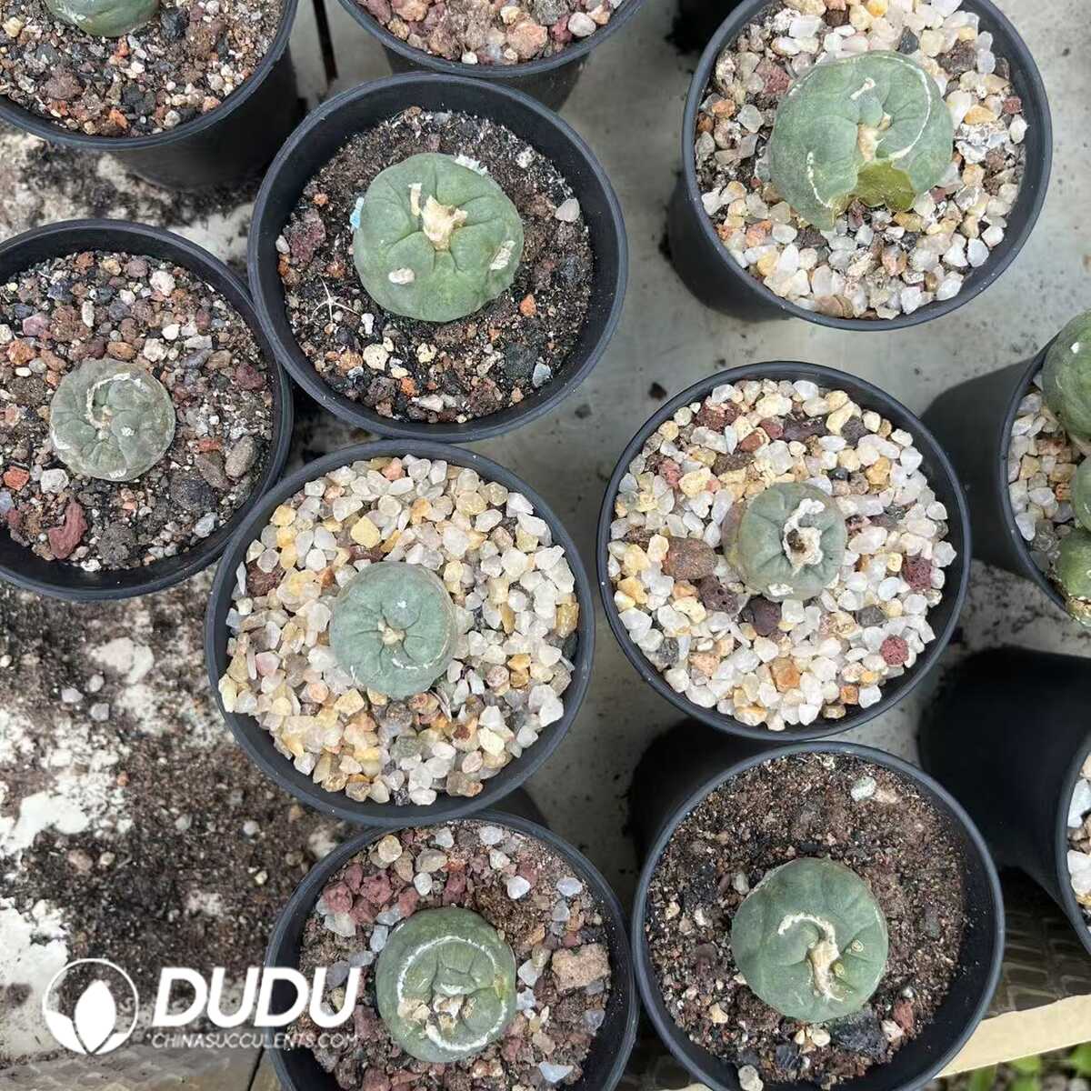 1751272565-e201.jpg Lophophora Spiral Villus - Image 1