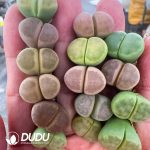 Lithops C206