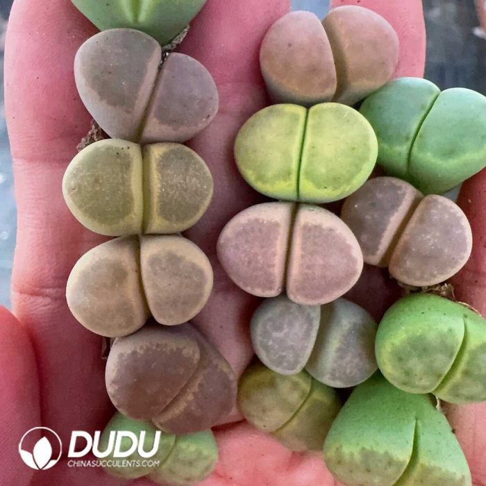 Lithops C206 - Image 2