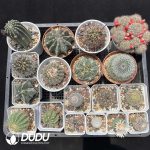 Cactus Collocation-1