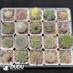 Cactus Collocation-2