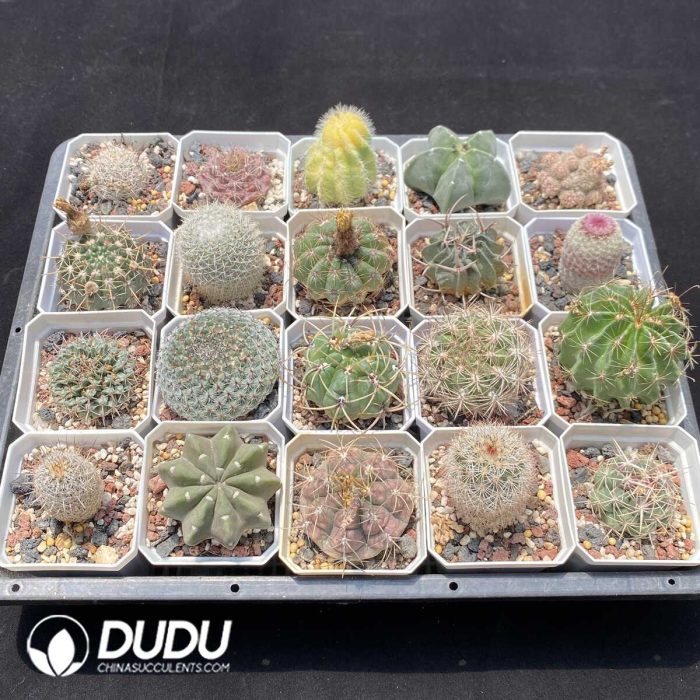 Cactus Collocation-2 - Image 2