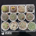 Cactus Collocation-3