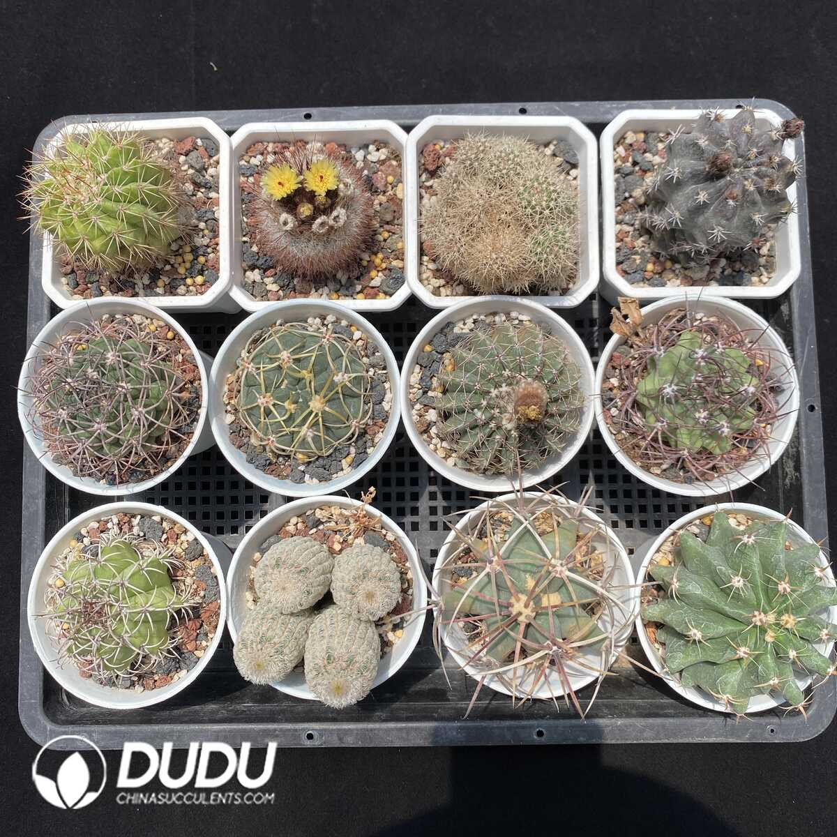 1751272597-e201.jpg Cactus Collocation-3 - Image 1