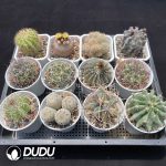 Cactus Collocation-3 - Image 2