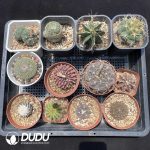 Cactus Collocation-4