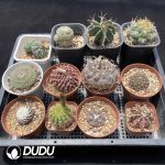 Cactus Collocation-4 - Image 2