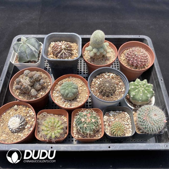 Cactus Collocation-5 - Image 2